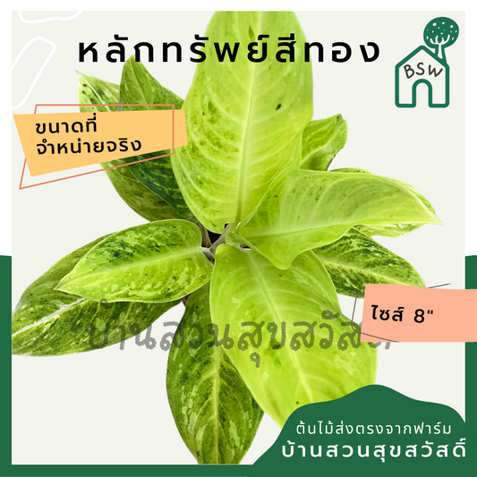 หลักทรัพย์สีทอง | Lak Sap Si Thong | ไม้มงคลเสริมทรัพย์ ต้นไม้ใบด่าง กระถาง 8 นิ้ว