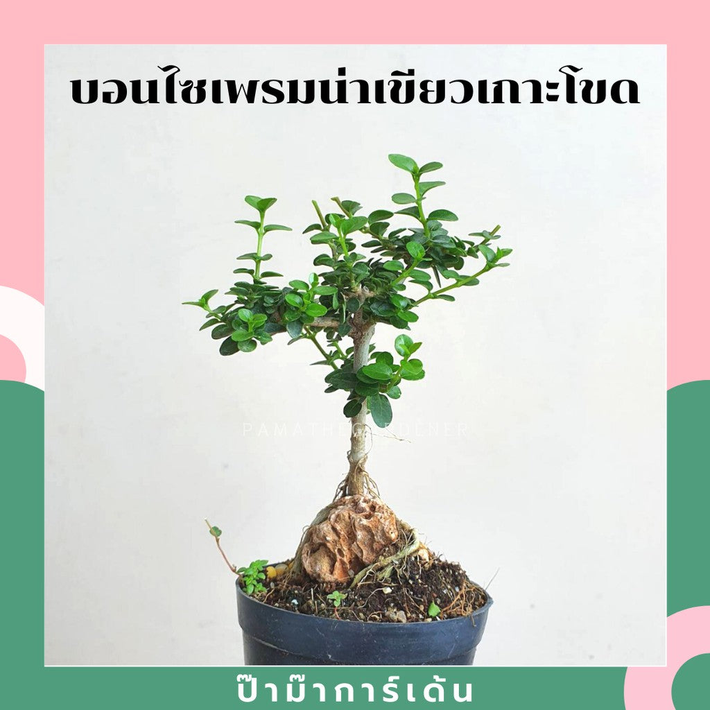 บอนไซ พร้อมกระถาง 3นิ้ว มีหลายสายพันธุ์
