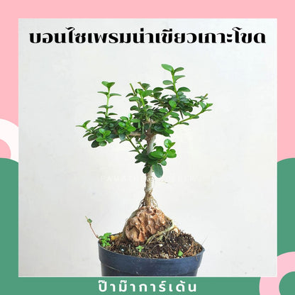 บอนไซ พร้อมกระถาง 3นิ้ว มีหลายสายพันธุ์