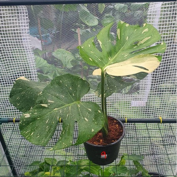 ต้นมอนสเตอร่า ไทยคอนด่าง Monstera Thai Constellation Variegated ใบสวย [เลือกต้นก่อนสั่ง] update 29/12/2564