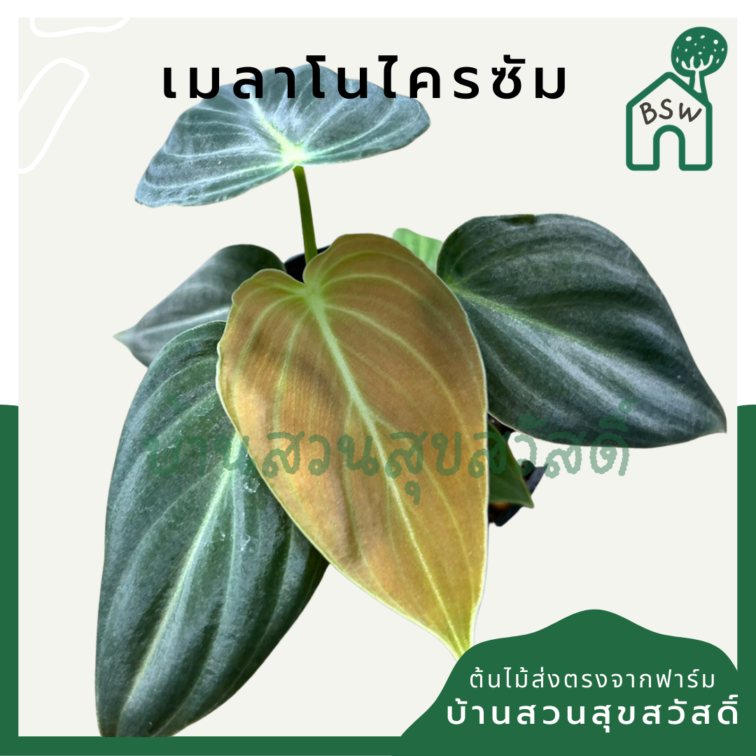 เมลาโนโครซัม (Philodendron Melanochrysum) ไม้ใบกำมะหยี่ในกระถางพร้อมตั้ง