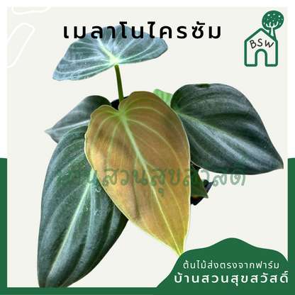 เมลาโนโครซัม (Philodendron Melanochrysum) ไม้ใบกำมะหยี่ในกระถางพร้อมตั้ง