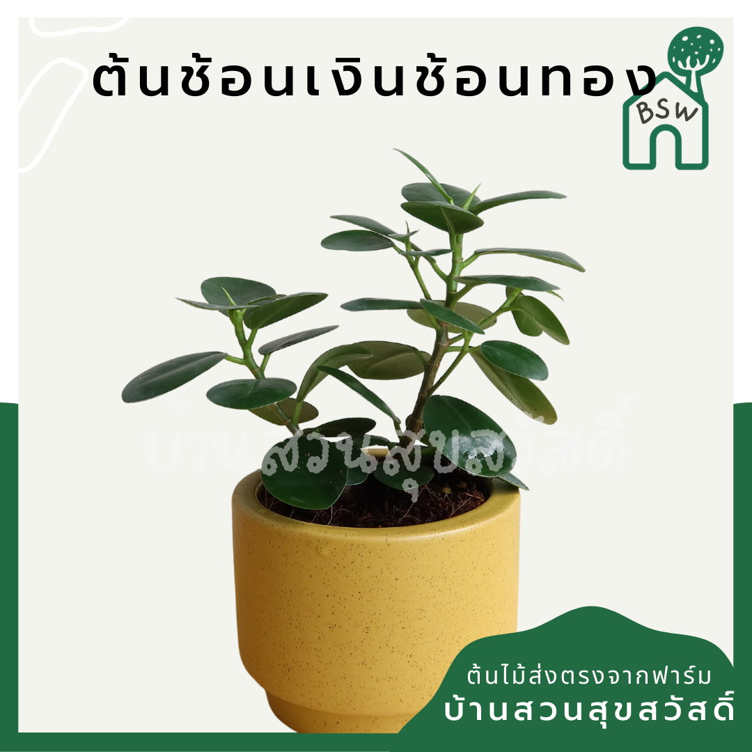ต้นช้อนเงินช้อนทอง ในกระถางพร้อมตั้ง ต้นไม้มงคล