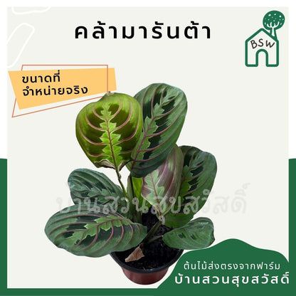 คล้ามารันต้า (Maranta Leuconeura) ไม้ใบสวยในกระถางพร้อมตั้ง
