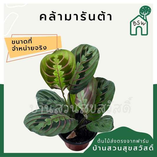 คล้ามารันต้า (Maranta Leuconeura) ไม้ใบสวยในกระถางพร้อมตั้ง