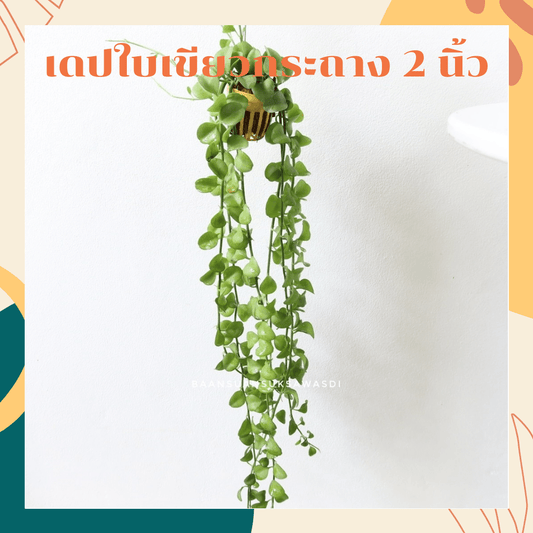 เดปใบเขียว (Dischidia Pectinoides) ไม้แขวนฟอกอากาศในกระถาง 2 นิ้ว - Pamathegardener