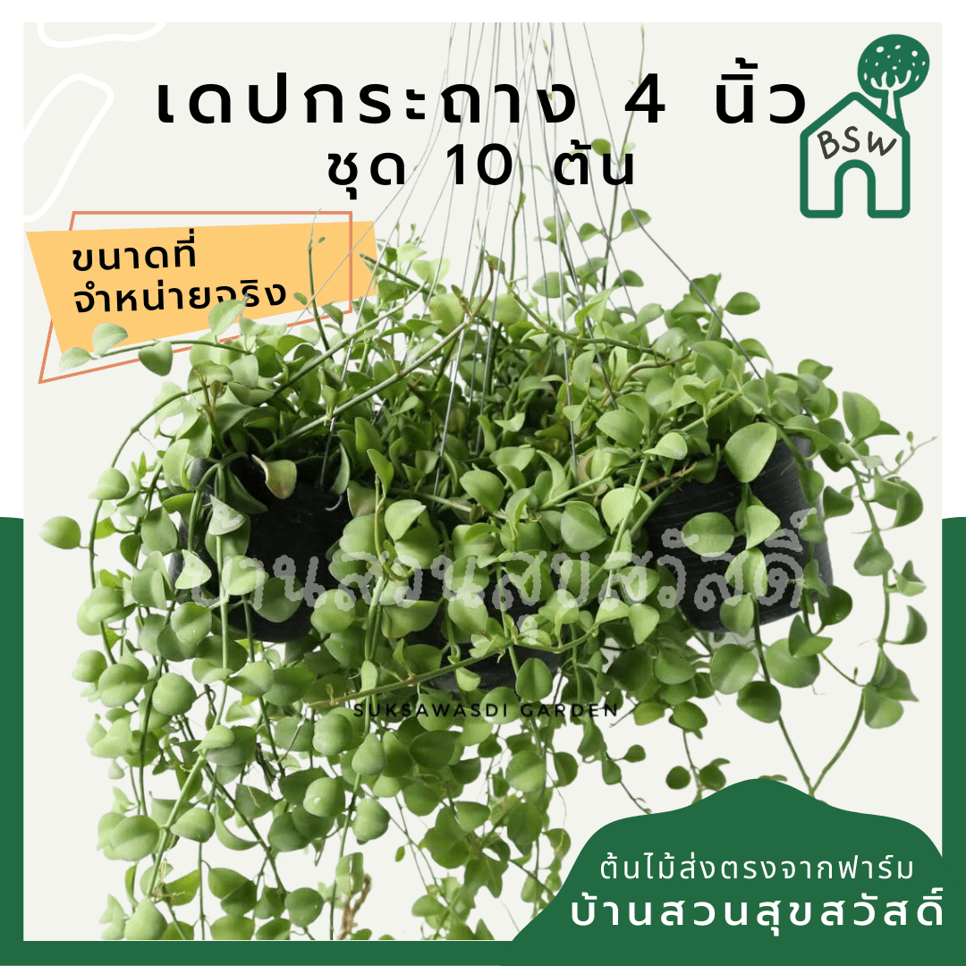 เดปใบเขียว (Dischidia Pectinoides) ไม้แขวนฟอกอากาศในกระถาง 4 นิ้ว - Pamathegardener