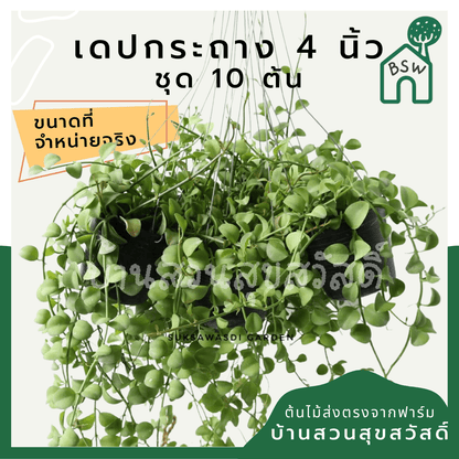 เดปใบเขียว (Dischidia Pectinoides) ไม้แขวนฟอกอากาศในกระถาง 4 นิ้ว - Pamathegardener