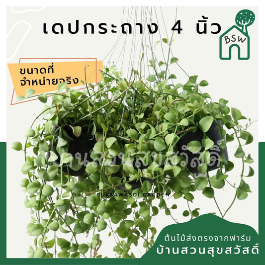 เดปใบเขียว (Dischidia Pectinoides) ไม้แขวนฟอกอากาศในกระถาง 4 นิ้ว - Pamathegardener