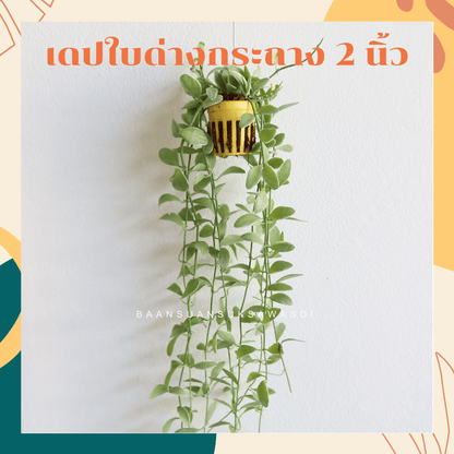 เดปใบด่าง (Dischidia Pectinoides 'Variegata') ไม้แขวนฟอกอากาศในกระถาง 2 นิ้ว - Pamathegardener