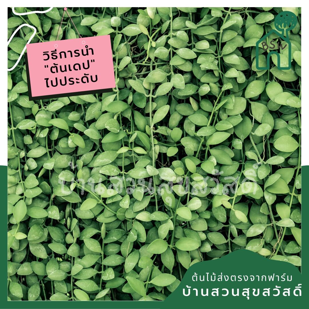 เดปใบด่าง (Dischidia Pectinoides 'Variegata') ไม้แขวนฟอกอากาศในกระถาง 2 นิ้ว - Pamathegardener