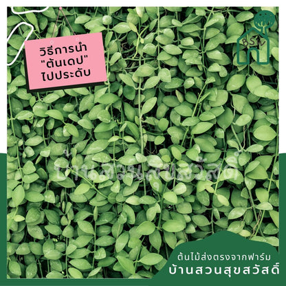 เดปใบด่าง (Dischidia Pectinoides 'Variegata') ไม้แขวนฟอกอากาศในกระถาง 2 นิ้ว - Pamathegardener