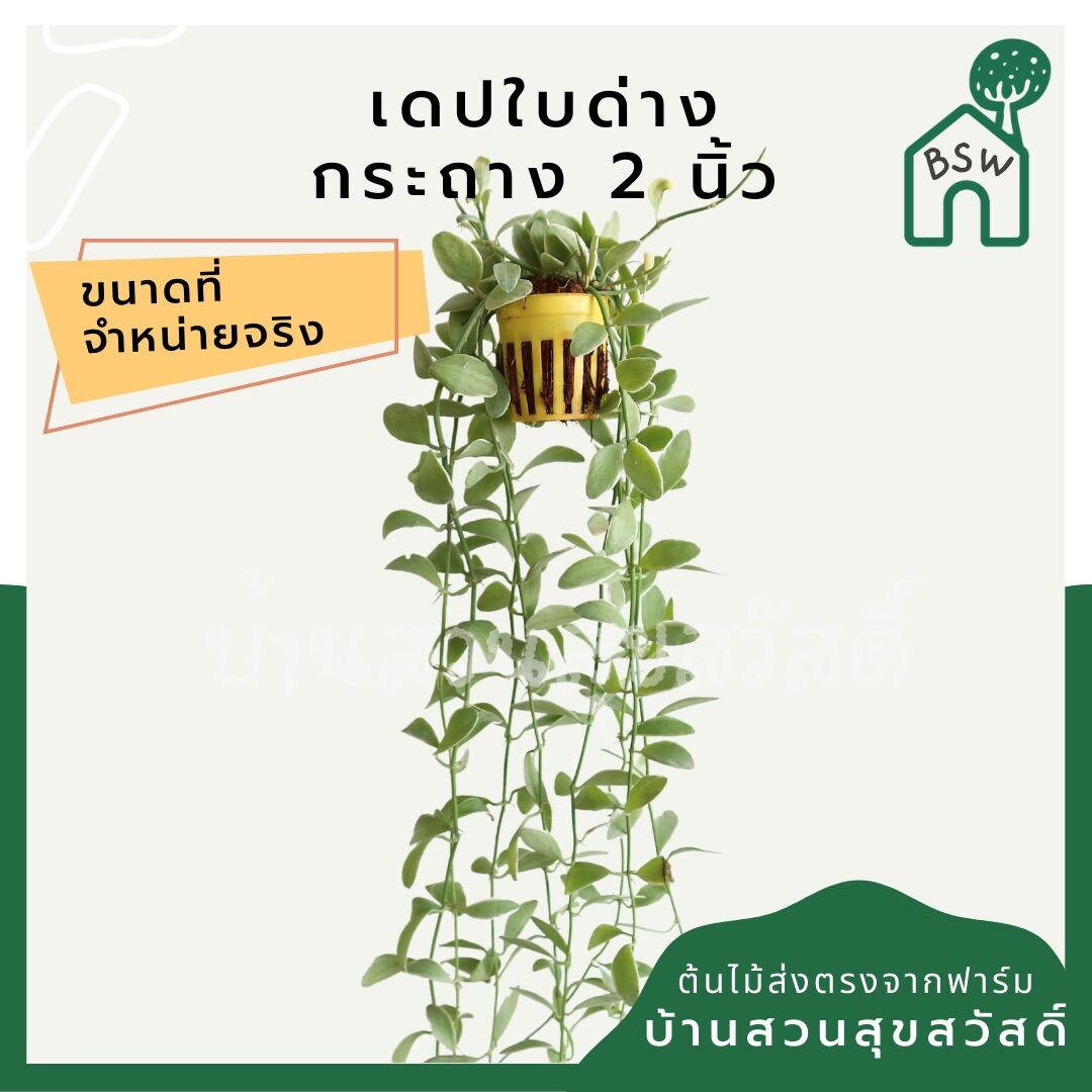 เดปใบด่าง (Dischidia Pectinoides 'Variegata') ไม้แขวนฟอกอากาศในกระถาง 2 นิ้ว - Pamathegardener