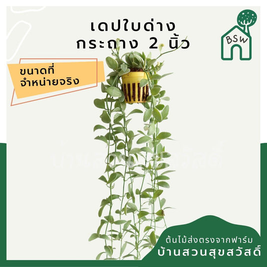 เดปใบด่าง (Dischidia Pectinoides 'Variegata') ไม้แขวนฟอกอากาศในกระถาง 2 นิ้ว - Pamathegardener