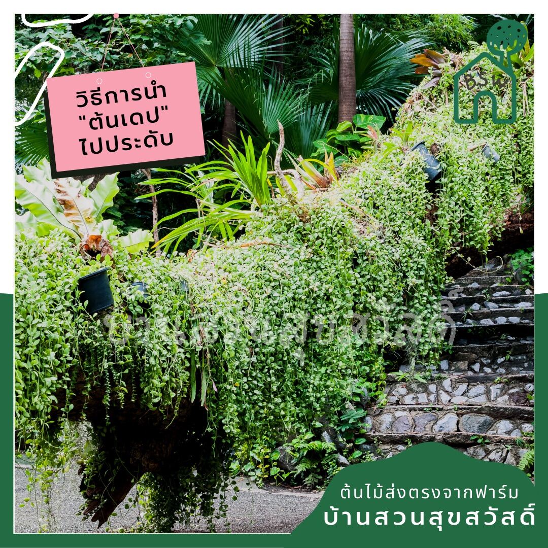 เดปใบด่าง (Dischidia Pectinoides 'Variegata') ไม้แขวนฟอกอากาศในกระถาง 2 นิ้ว - Pamathegardener