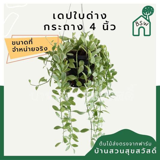 เดปใบด่าง (Dischidia Pectinoides 'Variegata') ไม้แขวนฟอกอากาศในกระถาง 4 นิ้ว - Pamathegardener