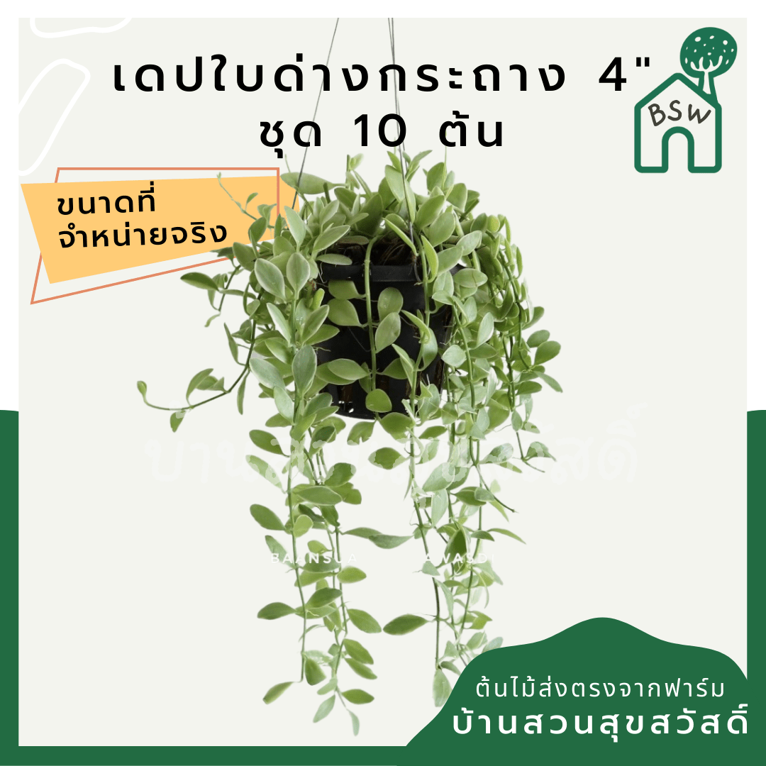เดปใบด่าง (Dischidia Pectinoides 'Variegata') ไม้แขวนฟอกอากาศในกระถาง 4 นิ้ว - Pamathegardener