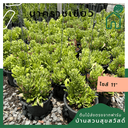 นาคราชเขียว (Dracaena) ไม้แดดจัดในกระถาง 8 นิ้ว - Pamathegardener