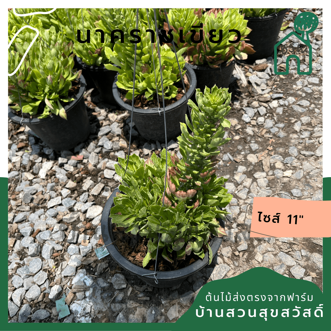 นาคราชเขียว (Dracaena) ไม้แดดจัดในกระถาง 8 นิ้ว - Pamathegardener