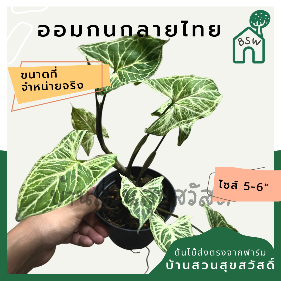 ออมกนกลายไทย (Syngonium Podophyllum 'Gok Thai') ไม้มงคลในกระถาง 4 นิ้ว