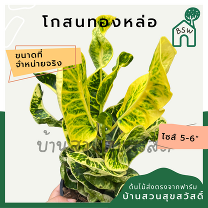 โกสนทองหล่อ กระถาง 5-6 นิ้ว ต้นโกสน เป็นไม้แดด ไม้ด่างสวย ใบสีสันสดใส