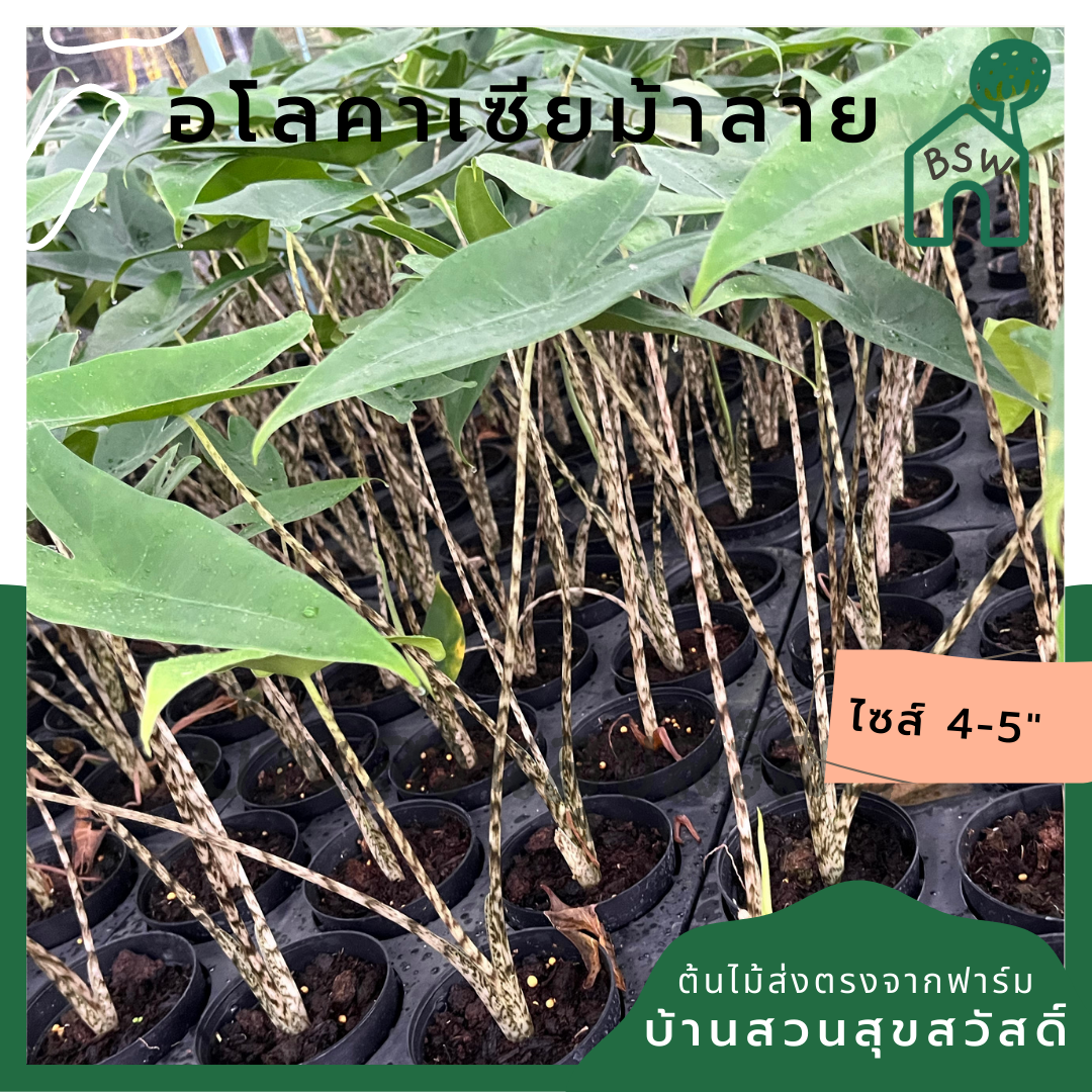 อโลคาเซียม้าลาย (Alocasia Zebrina) ไม้ใบสวยในกระถาง 5 นิ้ว