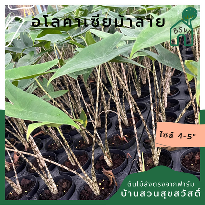 อโลคาเซียม้าลาย (Alocasia Zebrina) ไม้ใบสวยในกระถาง 5 นิ้ว