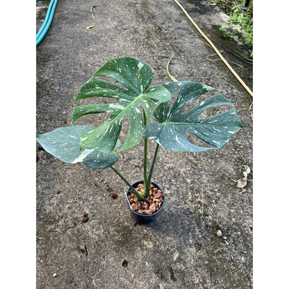 ต้นมอนสเตอร่า ไทยคอนด่าง Monstera Thai Constellation Variegated ใบสวย [เลือกต้นก่อนสั่ง] update 29/12/2564