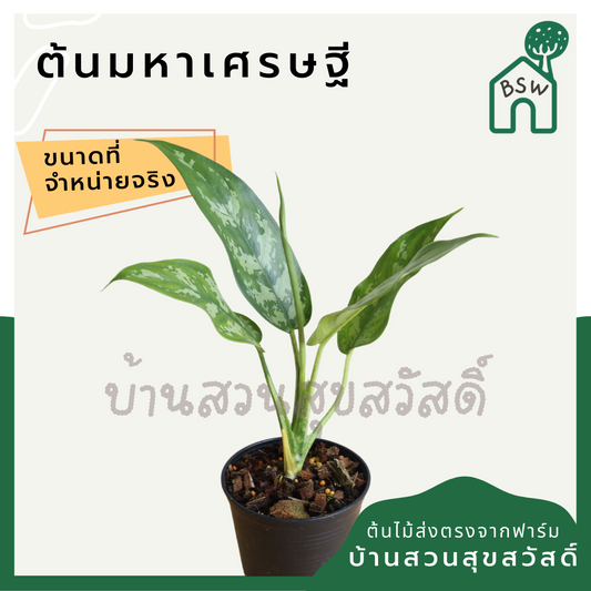 มหาเศรษฐี (Aglaonema 'Mahasetthi') ไม้มงคลยอดนิยมในกระถาง