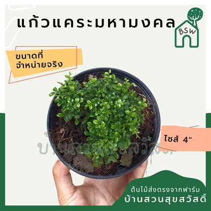 แก้วแคระมหามงคล (Murraya Paniculata) ไม้ดอกหอมในกระถาง 4 นิ้ว