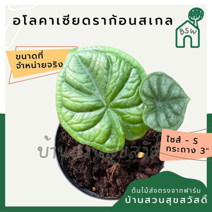 อโลคาเซีย ดราก้อนเสกล Alocasia Dragon Scale