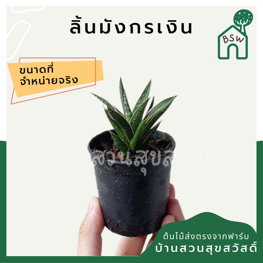 ลิ้นมังกรเงิน (Sansevieria 'Moonshine') ไม้ฟอกอากาศในกระถางพร้อมตั้ง