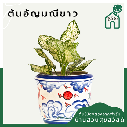 อัญมณีขาว (White Aglaonema) ไม้มงคลเรียกทรัพย์ในกระถาง 5-6 นิ้ว