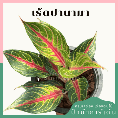 อโกลนีม่าเร้ดปานามา (Red panama)