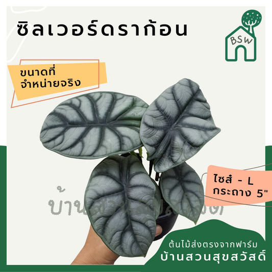 อโลคาเซีย ซิลเวอร์ดราก้อน (Alocasia Silver Dragon) ต้นแม่พร้อมออกไข่ในกระถาง 5-6 นิ้ว