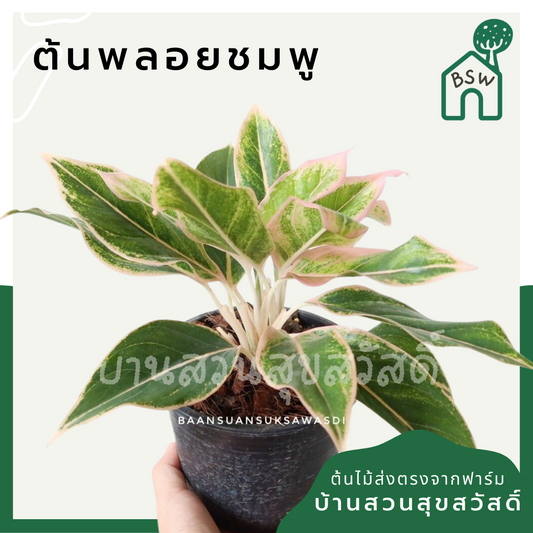 แสงเพชรแสงพลอย (Aglaonema 'Sang Phet Sang Ploi') ไม้มงคลเรียกทรัพย์