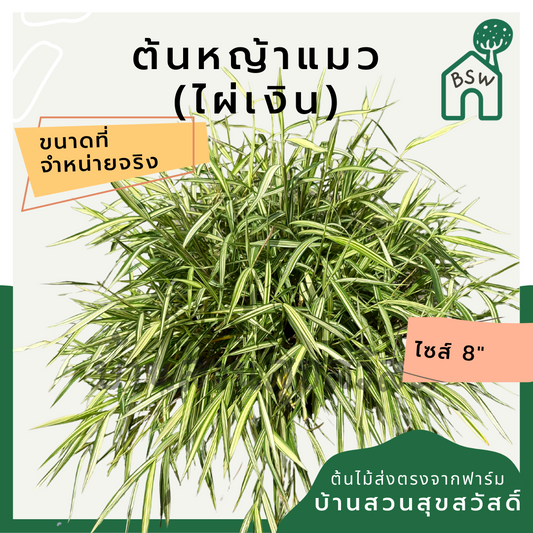 ไผ่เงินหญ้าแมว (Pennisetum) อาหารสำหรับสัตว์เลี้ยงในกระถาง 11 นิ้ว