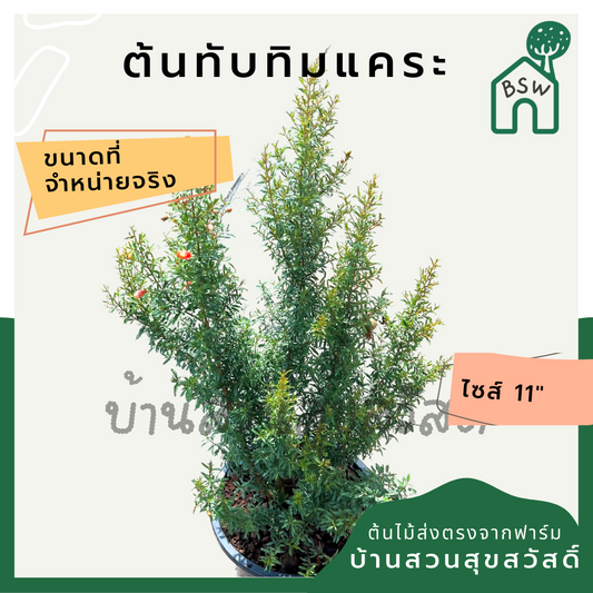 ต้นทับทิมแคระ กระถาง 11 นิ้ว