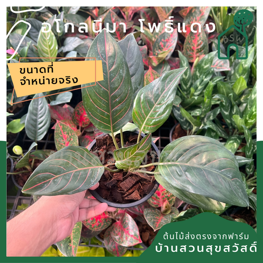 อโกลนีมาโพธิ์มงคล (Aglaonema 'Pho Monkhon') ไม้มงคลในกระถาง 5 นิ้ว