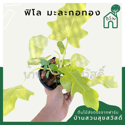 ฟิโลมะละกอทอง (Philodendron 'Golden Papaya') ไม้ใบสวยในกระถาง 6 นิ้ว