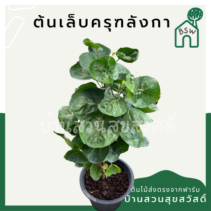 ต้นเล็บครุฑลังกา สูง 60-80 ชม กระถาง 11 นิ้ว