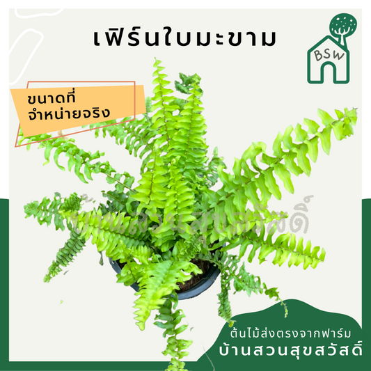 เฟิร์นมะขามสีทอง (Nephrolepis Cordifolia 'Duffii') เฟิร์นในกระถาง 5 นิ้ว
