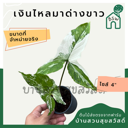 เงินไหลมาด่างขาว กระถาง 4 นิ้ว syngonium สีสวยหวาน ต้นเงินไหลมาด่างขาว