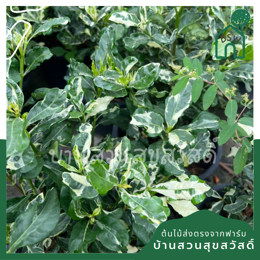 ต้นพุดซ้อนด่าง กระถาง 11 นิ้ว