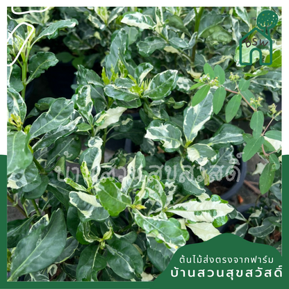 ต้นพุดซ้อนด่าง กระถาง 11 นิ้ว