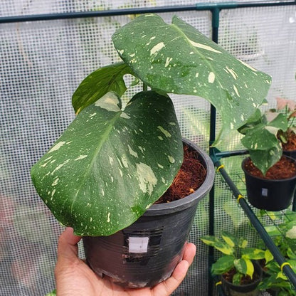ต้นมอนสเตอร่า ไทยคอนด่าง Monstera Thai Constellation Variegated ใบสวย [เลือกต้นก่อนสั่ง] update 29/12/2564