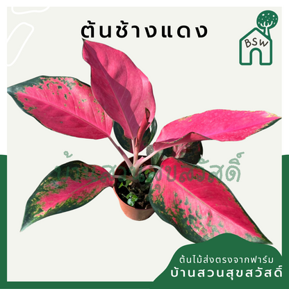อโกลนีมาช้างแดง (Aglaonema 'Chang Daeng') ไม้มงคลในกระถางพร้อมตั้ง