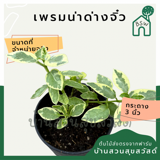 เพรมน่าด่างจิ๋ว (Premna Serratifolia) บอนไซในกระถางพร้อมตั้ง