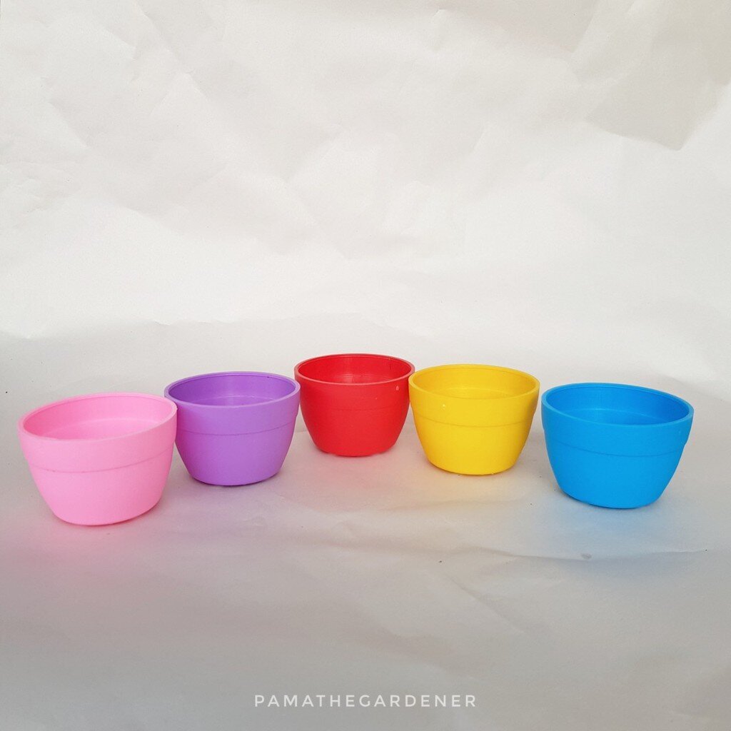 กระถางพลาสติก 2 นิ้วสีสันสดใส สำหรับใส่แคคตัส ทิลแลนเซีย