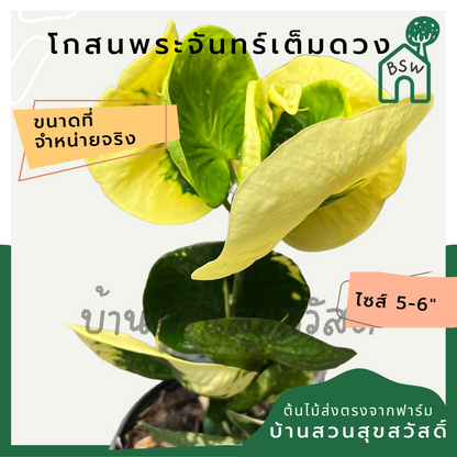 โกสนพระจันทร์เต็มดวง กระถาง 5-6 นิ้ว ต้นโกสน เป็นไม้แดด ไม้ด่างสวย ใบสีสันสดใส